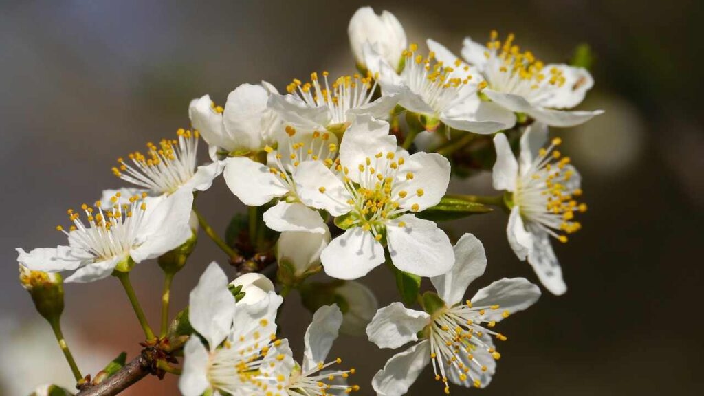 Spring Fever- Will it hit Melbourne in 2012