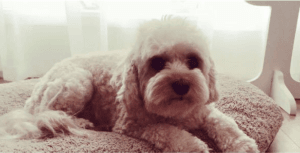 VCAT over-ruled ban on pets by Owners Corporation